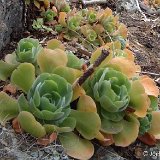 Aeonium virgineum (Barranco de Azuaje, G.C., Canary Islands) (unrooted cuttings - boutures non racinées)